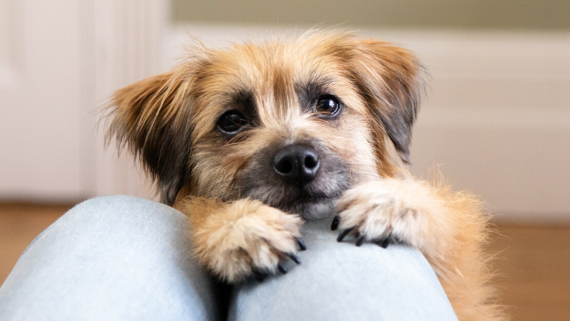 Purina one treats hot sale